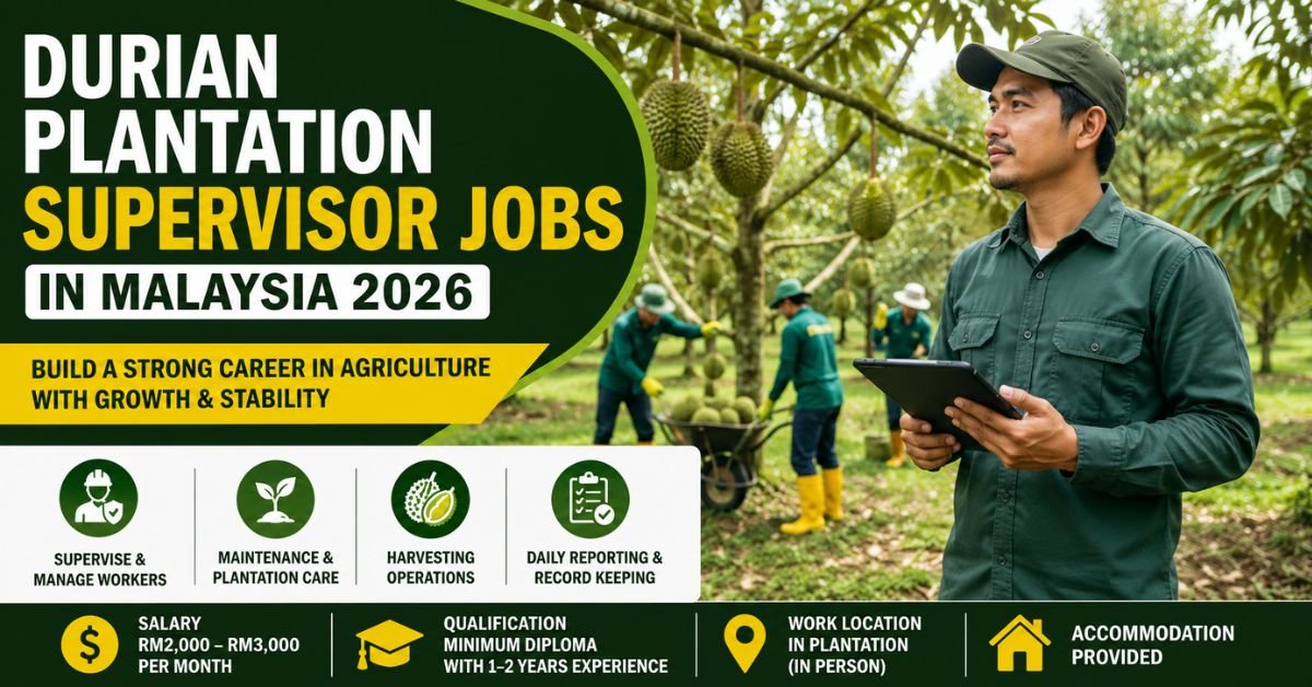 Durian Plantation Supervisor Jobs Malaysia 2026 – Career Guide
